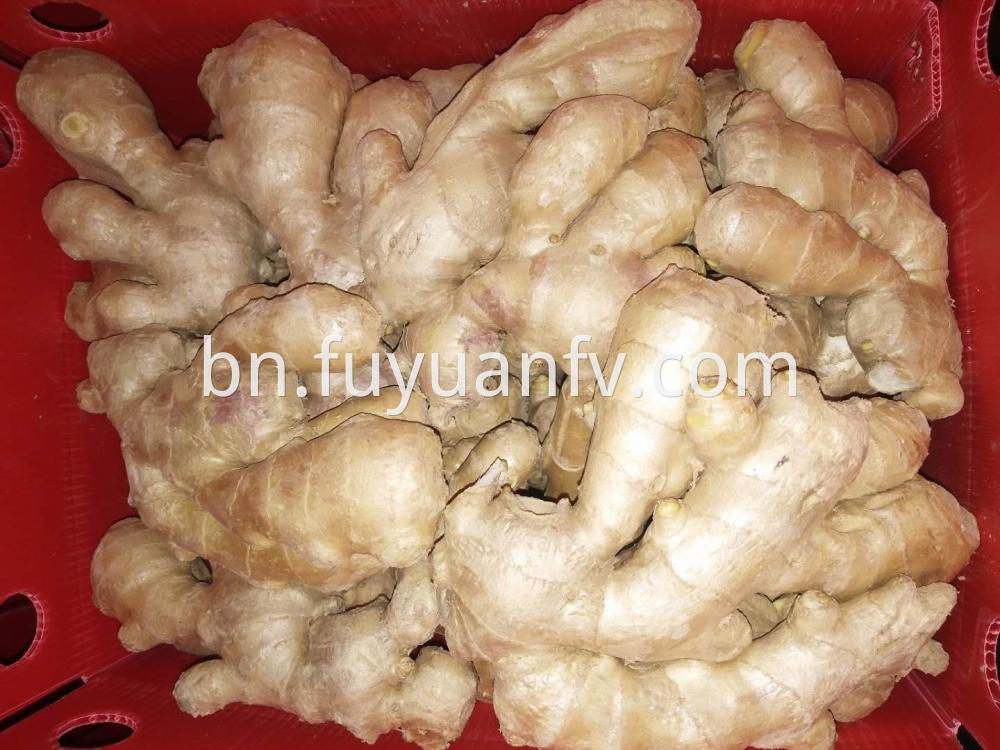 Air Dried Ginger Yellow Fat